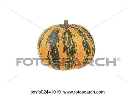 "Squash, """"Steirischer Oelkurbis"""", """"Styrian oil squash"""" variety" View Large Photo Image Stock Image - "Squash, """"Steirischer Oelkurbis"""", """"Styrian oil squash"""" variety". Fotosearch