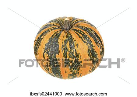 "Squash, """"Steirischer Oelkurbis"""", """"Styrian oil squash"""" variety" View Large Photo Image Stock Photo - "Squash, """"Steirischer Oelkurbis"""", """"Styrian oil squash"""" variety". Fotosearch