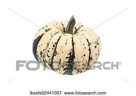 "Squash, """"Sweet Dumpling"""" variety" View Large Photo Image Stock Photo - "Squash, """"Sweet Dumpling"""" variety". Fotosearch