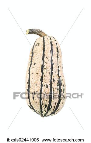"Squash, """"Sweet potato"""" variety" View Large Photo Image Stock Photograph - "Squash, """"Sweet potato"""" variety". Fotosearch