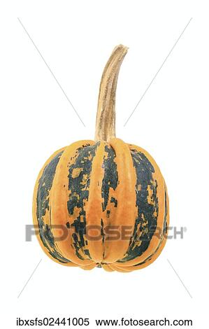 "Squash, """"Tonda Pandana"""" variety" View Large Photo Image Stock Photography - "Squash, """"Tonda Pandana"""" variety". Fotosearch
