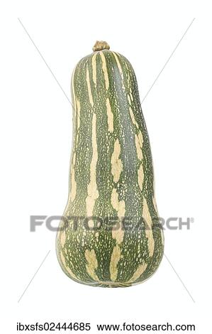 "Squash variety, Barbara Butternut" View Large Photo Image Stock Photography - "Squash variety, Barbara Butternut". Fotosearch