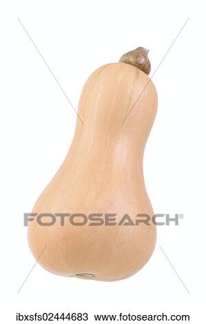 "Squash variety, Butternut" View Large Photo Image Stock Image - "Squash variety, Butternut". Fotosearch