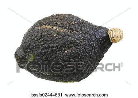 "Squash variety, Chicago Warted Hubbard" View Large Photo Image Stock Image - "Squash variety, Chicago Warted Hubbard". Fotosearch