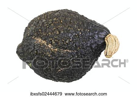 "Squash variety, Chicago Warted Hubbard" View Large Photo Image Stock Photo - "Squash variety, Chicago Warted Hubbard". Fotosearch
