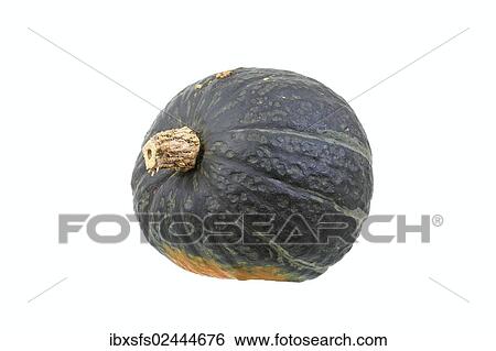 "Squash variety """"Cup"""", Japanese pumpkin" View Large Photo Image Stock Photograph - "Squash variety """"Cup"""", Japanese pumpkin". Fotosearch
