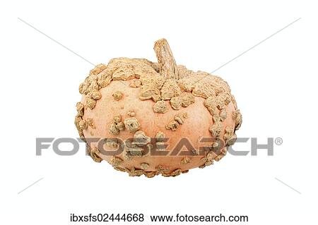 "Squash variety, Galeux d'Eysines" View Large Photo Image Stock Photo - "Squash variety, Galeux d'Eysines". Fotosearch