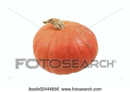 "Squash variety, Golden Nugget" View Large Photo Image Stock Photograph - "Squash variety, Golden Nugget". Fotosearch