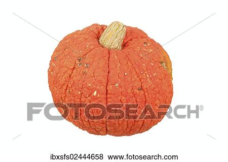 "Squash variety, Red Wart or Golden Warted Hubbard" View Large Photo Image Stock Photo - "Squash variety, Red Wart or Golden Warted Hubbard". Fotosearch