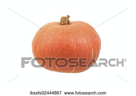 "Squash variety, Yellow Hundredweight" View Large Photo Image Stock Photo - "Squash variety, Yellow Hundredweight". Fotosearch