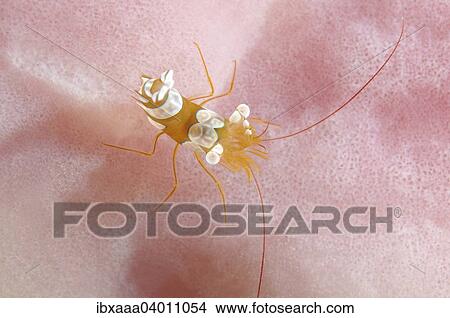 Picture - "Squat shrimp (Thor amboinensis), Bohol Sea, Cebu, Philippines, Asia". Fotosearch