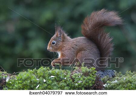 "Squirrel (Sciurus vulgaris), Emsland, Lower Saxony, Germany, Europe" View Large Photo Image Stock Photo - "Squirrel (Sciurus vulgaris), Emsland, Lower Saxony, Germany, Europe". Fotosearch