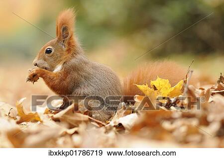 Stock Photo - Squirrel (Sciurus vulgaris) in autumn looking for food. Fotosearch
