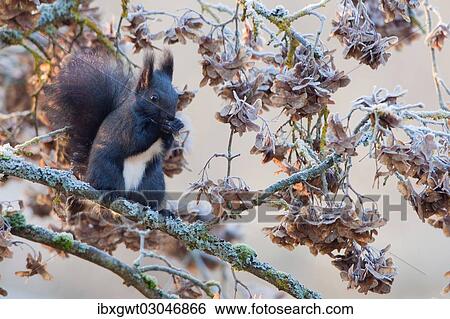 "Squirrel (Sciurus vulgaris) sitting on a maple branch covered by hoarfrost, Germany, Europe" View Large Photo Image Stock Photograph - "Squirrel (Sciurus vulgaris) sitting on a maple branch covered by hoarfrost, Germany, Europe". Fotosearch