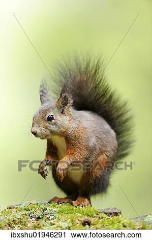 "Squirrel (Sciurus vulgaris), standing on moss" View Large Photo Image Stock Image - "Squirrel (Sciurus vulgaris), standing on moss". Fotosearch