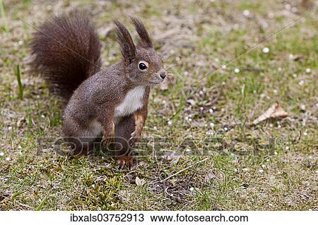 "Squirrel (Sciurus vulgaris), Vienna State, Austria, Europe" View Large Photo Image Stock Image - "Squirrel (Sciurus vulgaris), Vienna State, Austria, Europe". Fotosearch