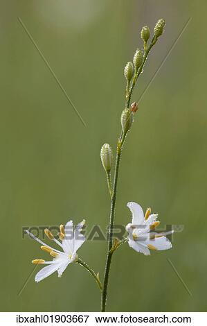 "St. Bernard's Lily (Anthericum ramosum L. ), Bavaria, Germany, Europe" View Large Photo Image Stock Photo - "St. Bernard's Lily (Anthericum ramosum L. ), Bavaria, Germany, Europe". Fotosearch