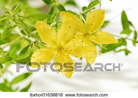 "St John's wort (Hype rforatum), medicinal plant" View Large Photo Image Stock Photo - "St John's wort (Hype rforatum), medicinal plant". Fotosearch