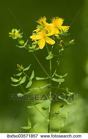 "St. John's Wort, Tipton's Weed or Chase-devil (Hype rforatum), a medicinal plant, flowering, Jena, Thuringia, Germany, Europe" View Large Photo Image Stock Photo - "St. John's Wort, Tipton's Weed or Chase-devil (Hype rforatum), a medicinal plant, flowering, Jena, Thuringia, Germany, Europe". Fotosearch