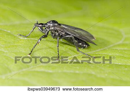 "St Mark's Fly (Bibio marci), female, on a leaf, South Wales, United Kingdom, Europe" View Large Photo Image Stock Image - "St Mark's Fly (Bibio marci), female, on a leaf, South Wales, United Kingdom, Europe". Fotosearch