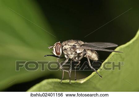 "Stable Fly (Stomoxys calcitrans), Untergroeningen, Baden-Wuerttemberg, Germany, Europe" View Large Photo Image Stock Photograph - "Stable Fly (Stomoxys calcitrans), Untergroeningen, Baden-Wuerttemberg, Germany, Europe". Fotosearch