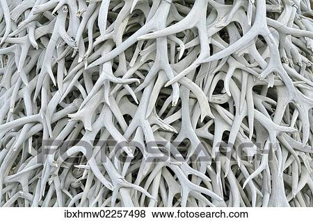 "Stack of deer antlers, National Bison Range, Moiese, Montana, USA" View Large Photo Image Stock Photo - "Stack of deer antlers, National Bison Range, Moiese, Montana, USA". Fotosearch