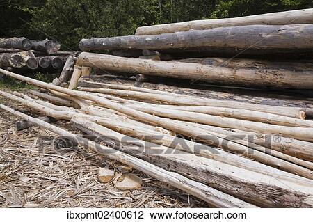 "Stack of Eastern white pine tree logs, Laurentians, Quebec, Canada, North America" View Large Photo Image Stock Image - "Stack of Eastern white pine tree logs, Laurentians, Quebec, Canada, North America". Fotosearch