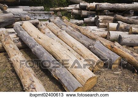 "Stack of Eastern white pine tree logs, Laurentians, Quebec, Canada, North America" View Large Photo Image Stock Image - "Stack of Eastern white pine tree logs, Laurentians, Quebec, Canada, North America". Fotosearch