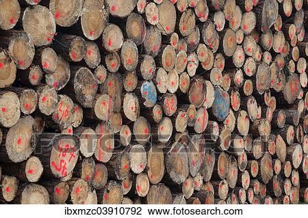 "Stacked and marked Spruce logs (Picea), Bavaria, Germany, Europe" View Large Photo Image Stock Image - "Stacked and marked Spruce logs (Picea), Bavaria, Germany, Europe". Fotosearch
