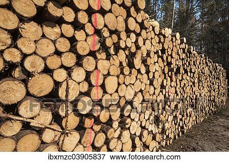 "Stacked and marked Spruce (Picea) logs, Bavaria, Germany, Europe" View Large Photo Image Stock Photo - "Stacked and marked Spruce (Picea) logs, Bavaria, Germany, Europe". Fotosearch