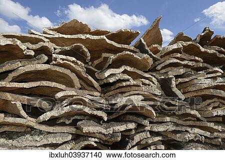 "Stacked bark of the Cork Oak (Quercus suber), Sardinia, Italy, Europe" View Large Photo Image Stock Image - "Stacked bark of the Cork Oak (Quercus suber), Sardinia, Italy, Europe". Fotosearch