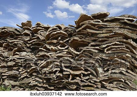 "Stacked bark of the Cork Oak (Quercus suber), Sardinia, Italy, Europe" View Large Photo Image Stock Image - "Stacked bark of the Cork Oak (Quercus suber), Sardinia, Italy, Europe". Fotosearch