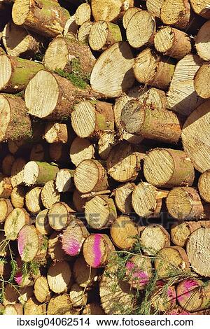 "Stacked lumber, spruce logs, Bavaria, Germany, Europe" View Large Photo Image Picture - "Stacked lumber, spruce logs, Bavaria, Germany, Europe". Fotosearch