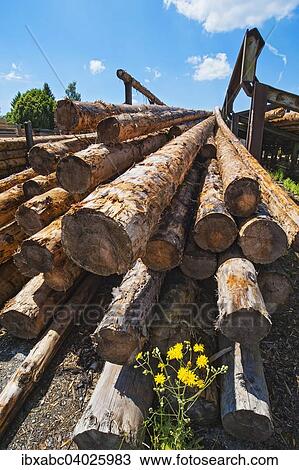 "Stacked tree trunks in a sawmill, Bavaria, Germany, Europe" View Large Photo Image Stock Image - "Stacked tree trunks in a sawmill, Bavaria, Germany, Europe". Fotosearch