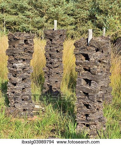 Picture - "Stacks of peat sods left or drying in the traditional manner, Grundbeckenmoor Rosenheim, near Raubling, Upper Bavaria, Bavaria, Germany, Europe". Fotosearch
