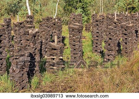 "Stacks of peat sods left or drying in the traditional manner, Grundbeckenmoor Rosenheim, near Raubling, Upper Bavaria, Bavaria, Germany, Europe" View Large Photo Image Stock Image - "Stacks of peat sods left or drying in the traditional manner, Grundbeckenmoor Rosenheim, near Raubling, Upper Bavaria, Bavaria, Germany, Europe". Fotosearch