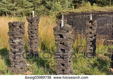 "Stacks of peat sods left or drying in the traditional manner, Grundbeckenmoor Rosenheim, near Raubling, Upper Bavaria, Bavaria, Germany, Europe" View Large Photo Image Stock Photo - "Stacks of peat sods left or drying in the traditional manner, Grundbeckenmoor Rosenheim, near Raubling, Upper Bavaria, Bavaria, Germany, Europe". Fotosearch