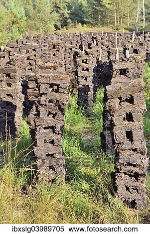 "Stacks of peat sods left or drying in the traditional manner, Grundbeckenmoor Rosenheim, near Raubling, Upper Bavaria, Bavaria, Germany, Europe" View Large Photo Image Stock Photography - "Stacks of peat sods left or drying in the traditional manner, Grundbeckenmoor Rosenheim, near Raubling, Upper Bavaria, Bavaria, Germany, Europe". Fotosearch