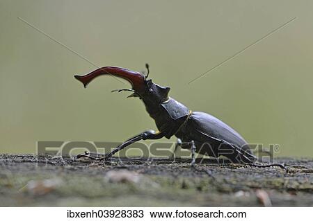 "Stag Beetle (Lucanus cervus), Emsland, Lower Saxony, Germany, Europe" View Large Photo Image Stock Image - "Stag Beetle (Lucanus cervus), Emsland, Lower Saxony, Germany, Europe". Fotosearch