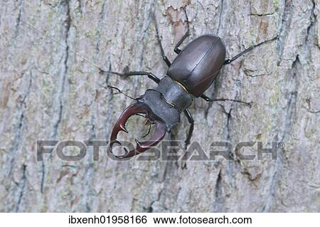 "Stag beetle (Lucanus cervus), Emsland region, Lower Saxony, Germany, Europe" View Large Photo Image Stock Photograph - "Stag beetle (Lucanus cervus), Emsland region, Lower Saxony, Germany, Europe". Fotosearch