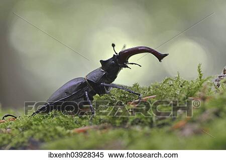"Stag Beetle (Lucanus cervus), Emsland, Lower Saxony, Germany, Europe" View Large Photo Image Stock Photography - "Stag Beetle (Lucanus cervus), Emsland, Lower Saxony, Germany, Europe". Fotosearch