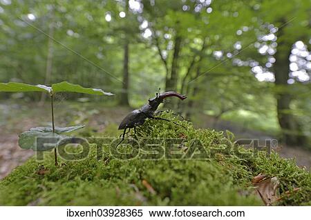 "Stag Beetle (Lucanus cervus) in the biotope, Emsland, Lower Saxony, Germany, Europe" View Large Photo Image Stock Photography - "Stag Beetle (Lucanus cervus) in the biotope, Emsland, Lower Saxony, Germany, Europe". Fotosearch