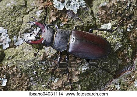 "Stag beetle (Lucanus cervus), male, Burgenland, Austria, Europe" View Large Photo Image Picture - "Stag beetle (Lucanus cervus), male, Burgenland, Austria, Europe". Fotosearch