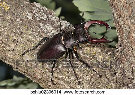 "Stag beetle (Lucanus cervus), male, Lake Kerkini region, Greece, Europe" View Large Photo Image Picture - "Stag beetle (Lucanus cervus), male, Lake Kerkini region, Greece, Europe". Fotosearch