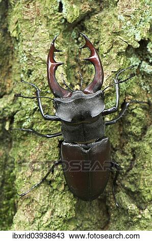 "Stag beetle (Lucanus cervus), male, Diersfordter Wald, North Rhine-Westphalia, Germany, Europe" View Large Photo Image Stock Image - "Stag beetle (Lucanus cervus), male, Diersfordter Wald, North Rhine-Westphalia, Germany, Europe". Fotosearch