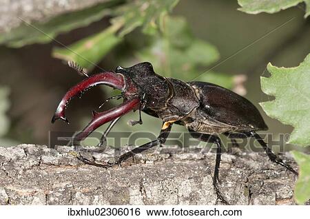 "Stag beetle (Lucanus cervus), male, Lake Kerkini area, Greece, Europe" View Large Photo Image Stock Photograph - "Stag beetle (Lucanus cervus), male, Lake Kerkini area, Greece, Europe". Fotosearch