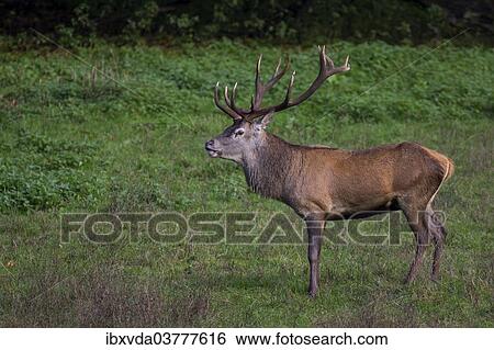 "Stag (Cervus elaphus), stag flehming, Arnsberg Forest, North Rhine-Westphalia, Germany, Europe" View Large Photo Image Stock Photograph - "Stag (Cervus elaphus), stag flehming, Arnsberg Forest, North Rhine-Westphalia, Germany, Europe". Fotosearch