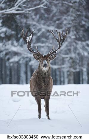 "Stag (Cervus elaphus), with winter coat, standing in snow, captive, Saxony, Germany, Europe" View Large Photo Image Stock Image - "Stag (Cervus elaphus), with winter coat, standing in snow, captive, Saxony, Germany, Europe". Fotosearch
