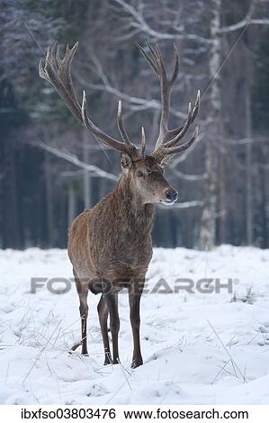 "Stag (Cervus elaphus), with winter coat, standing in snow, captive, Saxony, Germany, Europe" View Large Photo Image Stock Photograph - "Stag (Cervus elaphus), with winter coat, standing in snow, captive, Saxony, Germany, Europe". Fotosearch