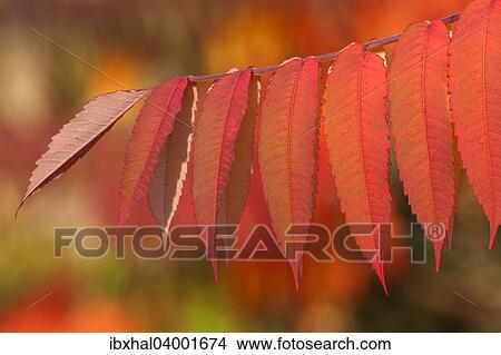 "Staghorn Sumac (Rhus typhina), autumnal foliage, Germany, Europe" View Large Photo Image Picture - "Staghorn Sumac (Rhus typhina), autumnal foliage, Germany, Europe". Fotosearch